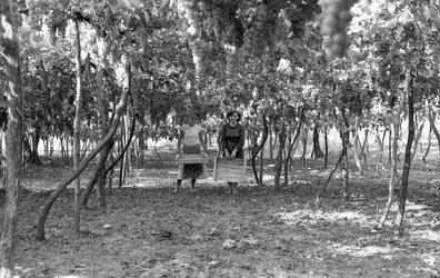 BITTERE DRUIVEN - DE PERGOLA VOOR DE OOGST