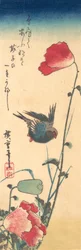 Een blauw vogeltje en klaprozen