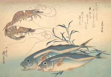 Aji-vis en Kuruma-ebi, uit de serie Uozukushi Elke soort vis