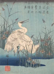 Reiger in irissen en grassen