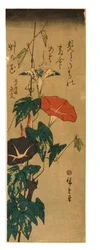Morning Glories, ca. 1843-47 (houtsnede op papier)