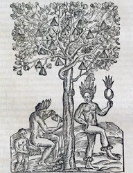 Nana-vrucht, tropische geneeskrachtige plant, gravure uit Universele kosmografie, door André Thevet (1504-1592), Parijs