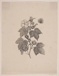 Katoenplant
