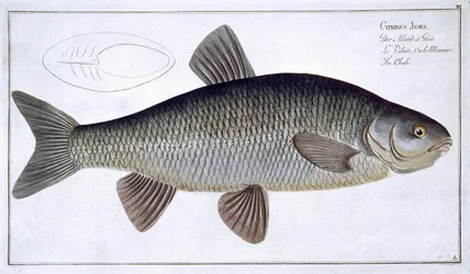 Chub (Cyprinus Jeses) plaat VI uit 