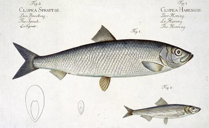 Haring (Clupea Harengus) (Fig. 1) en Sprot (Clupea Sprattus) plaat XXIX uit 