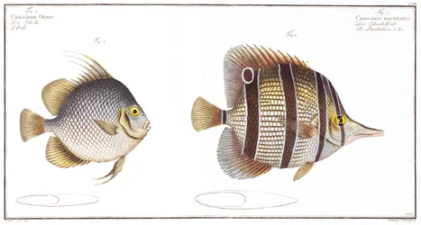 Bolvis en snavelvis, uitgegeven door Black, ca. 1790