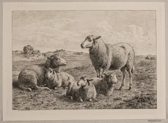 Deens: Schapen en lammeren in de wei