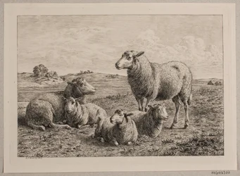 Schapen en lammeren op het veld