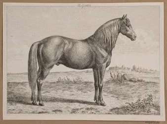 Rolf. Een paard in het veld