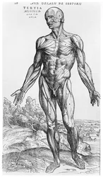 Anatomische studie, illustratie uit „De Humani Corporis Fabrica“ van Andreas Vesalius (1514-64), Bazel, 1543