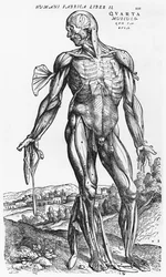 Anatomische studie, illustratie uit 