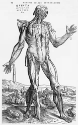 Anatomische studie, illustratie uit „De Humani Corporis Fabrica“ door Andreas Vesalius (1514-64), Bazel, 1543