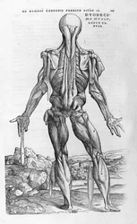 Andreas Vesalius (1514-1564), arts van Karel V. „Humani corporis fabrica libri septem”, Bazel 1543