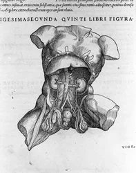 Andrea Vesalio (1514 - 1564), arts van Karel V. 