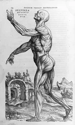 Andrea Vesalio (1514-1564), arts van Karel V. „Humani corporis fabrica libri septem”, Bazel 1543.