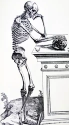Menselijk skelet met een schedel in de hand. Uit „De Humani Corporis Fabrica“ van Vesalius. Mogelijke houtsnijder: Jan van Calcar