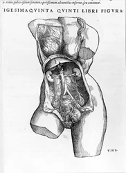 Plaat uit het verhandeling 