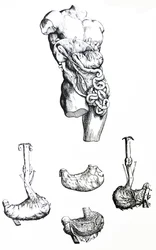 De platen uit het vijfde boek van de De Humani Corporis Fabrica
