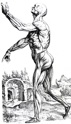 De platen uit het tweede boek van de De Humani Corporis Fabrica