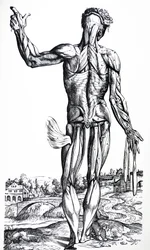 De platen uit het tweede boek van de De Humani Corporis Fabrica