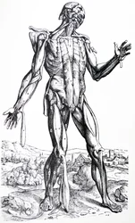 De platen uit het tweede boek van de De Humani Corporis Fabrica