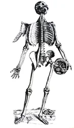 De Platen uit het Zevende Boek van de De Humani Corporis Fabrica