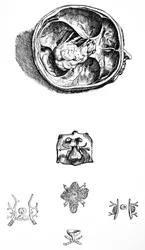 De platen uit het zevende boek van de De Humani Corporis Fabrica