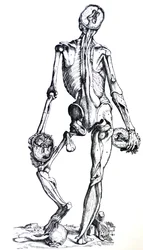 De Platen uit het Zevende Boek van de De Humani Corporis Fabrica