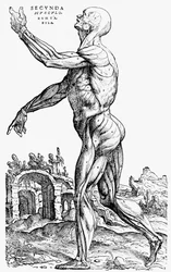 De tweede plaat van de spieren, uit Boek II van De humani corporis fabrica
