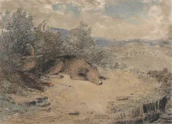 Schaapshond slapend in een landschap
