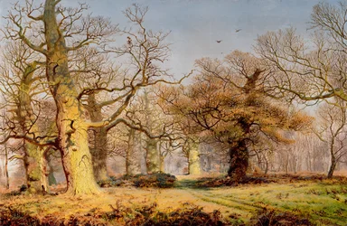 Eikenbomen in Sherwood Forest