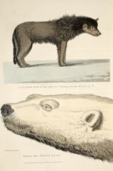 Een sledehond van de Arctische Hooglander en het hoofd van een witte beer, illustratie uit 