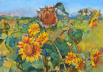 Goudkleurig zonnebloemenveld