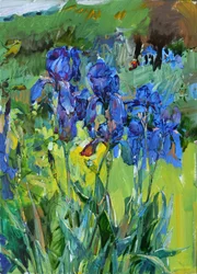 Levendige blauwe irissen