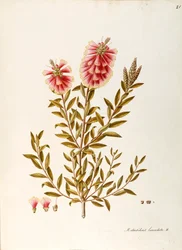 Karmozijnrode flesborstel (Callistemon citrinus Stapf), Myrtaceae, struik met blijvende bladeren, inheems in Australië