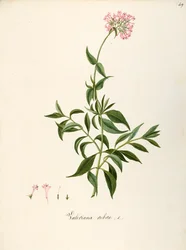 Valeriaan, Rode Valeriaan (Centranthus ruber), Kruidachtige vaste plant voor bloembedden of rotstuinen, spontaan in Italië