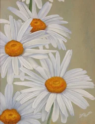 Vrolijke witte madeliefjes