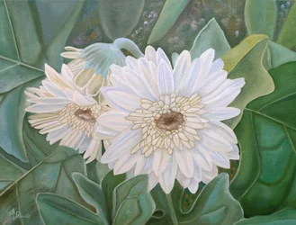 Verse witte gerberabloemen