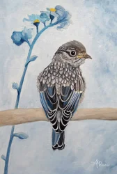 Zachtblauw vogeltje