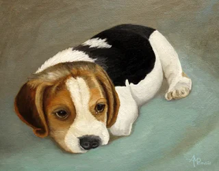 Trieste beagle-puppy