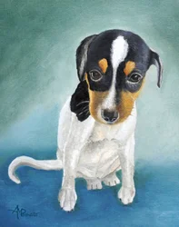Portret van een driekleurige puppy