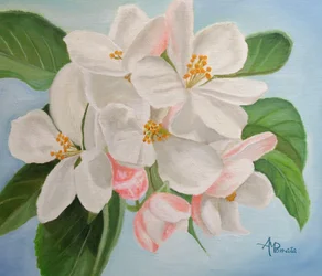 Witte appelbloesems