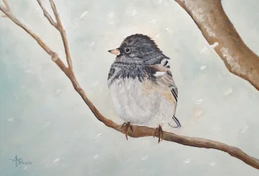 Winterjunco