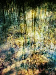 Abstracte bosreflecties