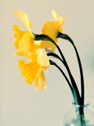 Verse lentenarcissen
