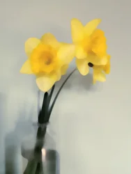 Zachtgele narcissen