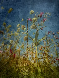 Wild Field Blues