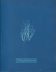 Bangia fusco-purpurea, ca. 1853
