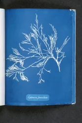 Cystoseira foeniculacea, uit 