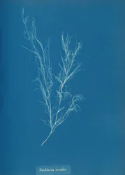 Dichloria viridis, ca. 1853